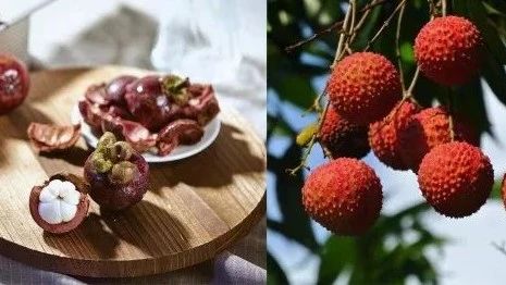 今年山竹、荔枝做果茶挺火 我們也試做了 款產(chǎn)品