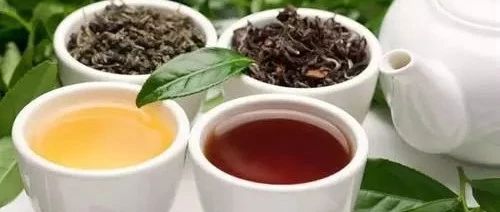 烏龍系列茶怎樣泡最好？來看行業(yè)研發(fā)大師的泡茶法（文末有配方）