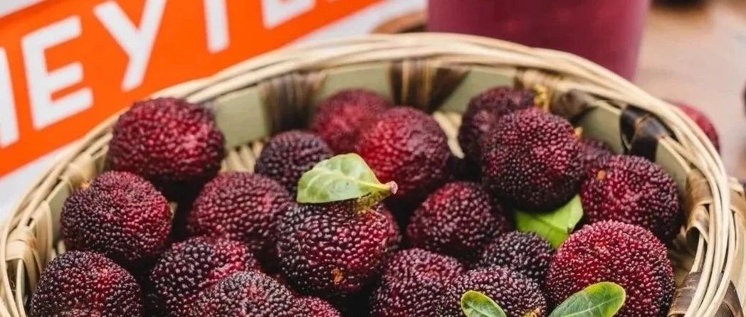 喜茶多肉楊梅回歸 首日售出萬杯 憑什么？