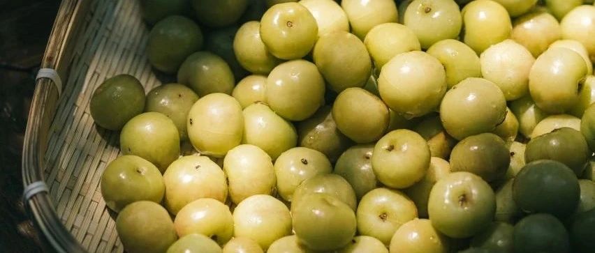 油柑價(jià)格飆升 倍 全被奶茶店買走了