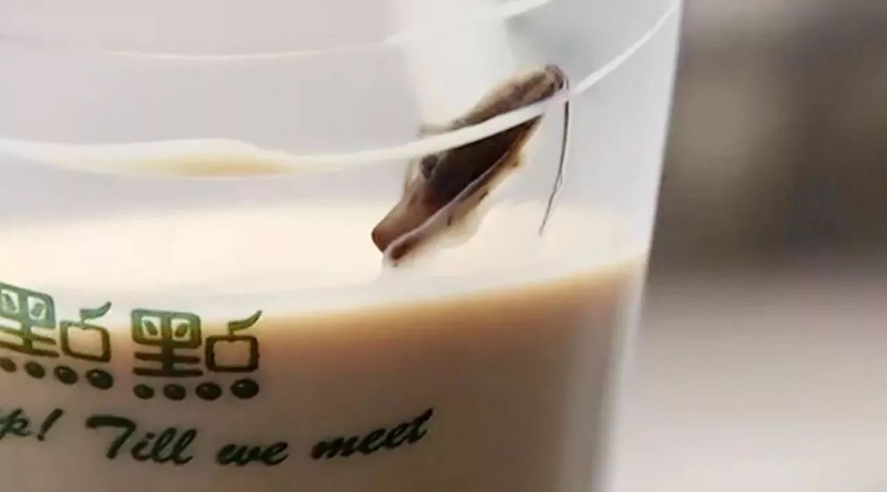 點點奶茶喝出蟑螂？這個問題你也要趕緊自查