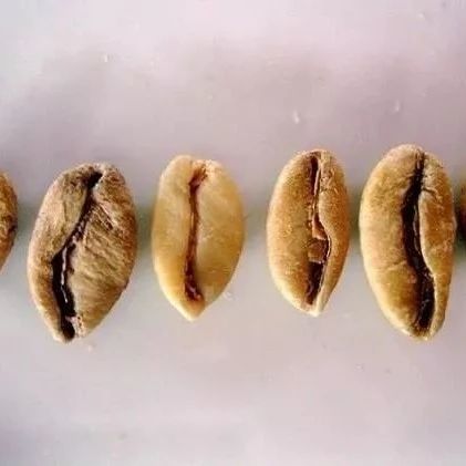 被遺忘的第三個品種：精品賴比瑞亞咖啡？
