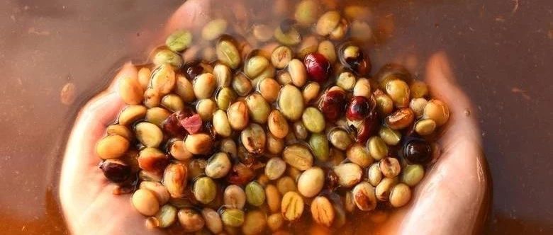良好的「發(fā)酵」過程是商業(yè)咖啡豆的一大福音！