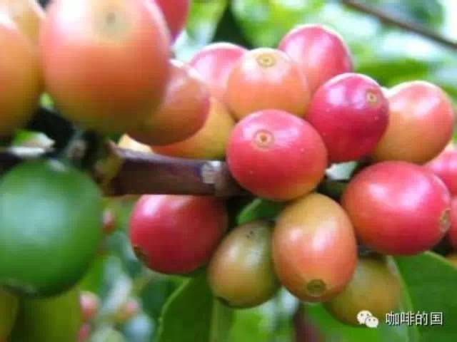 咖啡豆的產(chǎn)地、烘焙、萃取給予咖啡與眾不同的風(fēng)味