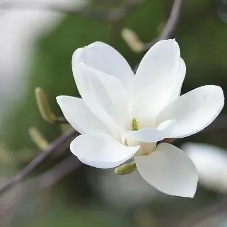 花香型手沖豆為何搶手？這 只咖啡控都愛喝~