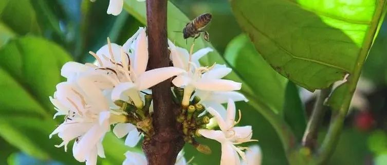 你喝過(guò)咖啡花茶嗎？比競(jìng)標(biāo)瑰夏還搶手！
