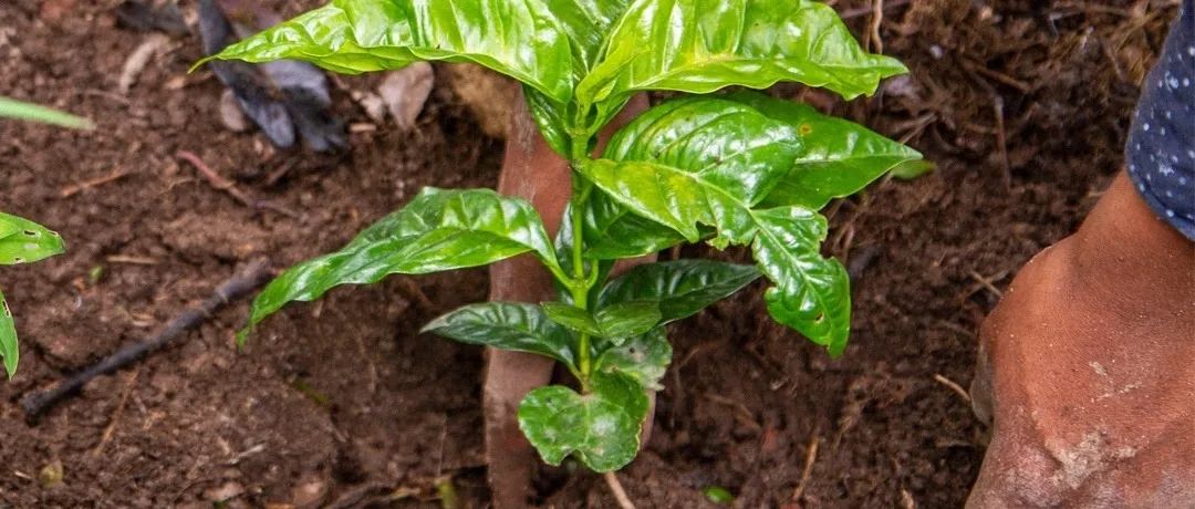 我們跟Sasa聊了聊：近年賽場頻繁出現(xiàn)稀有豆種，對消費(fèi)者和產(chǎn)業(yè)鏈有何影響？